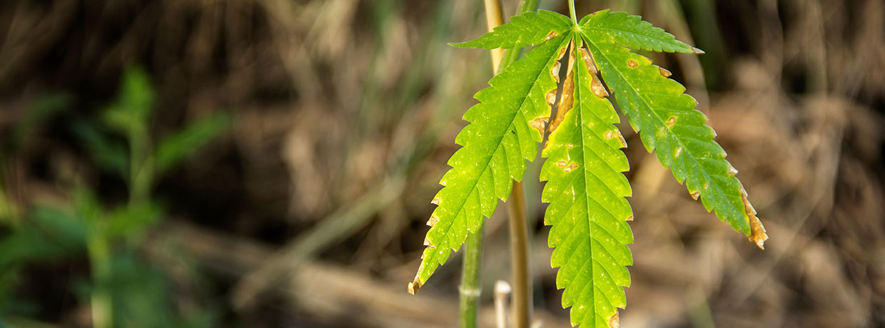 Cannabis & Windbrand: So schützt Du Hanf vor Windschäden