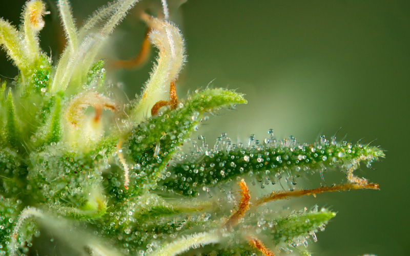 Trichome – die Wirkstofffabriken von Cannabis