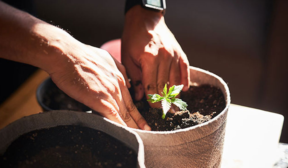 5 einfache Tipps für mehr Nachhaltigkeit im Cannabisanbau