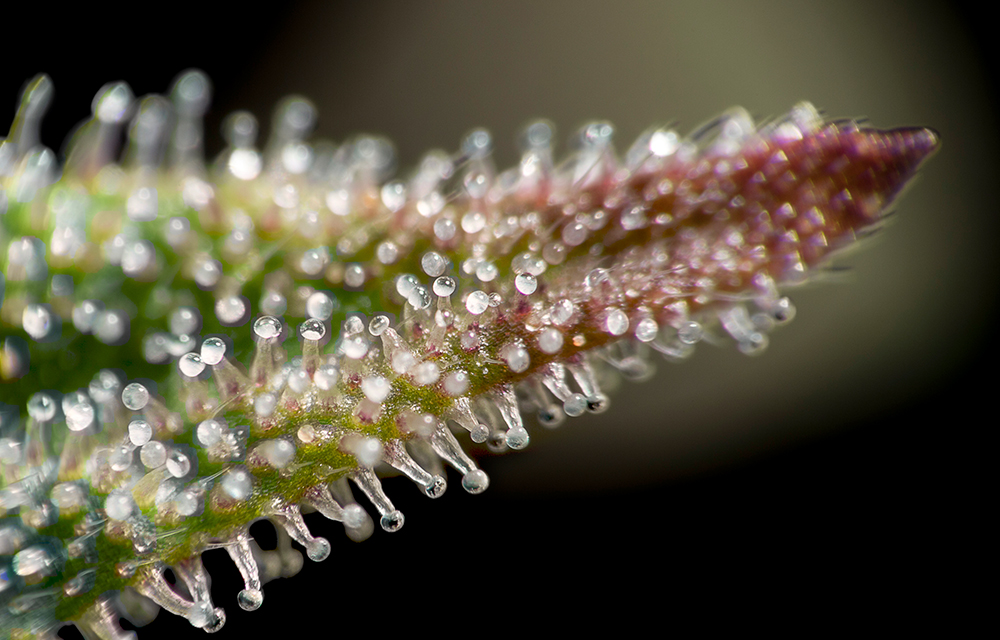 Mikroskopisch vergrößertes Cannabisblatt mit Trichomen bedeckt