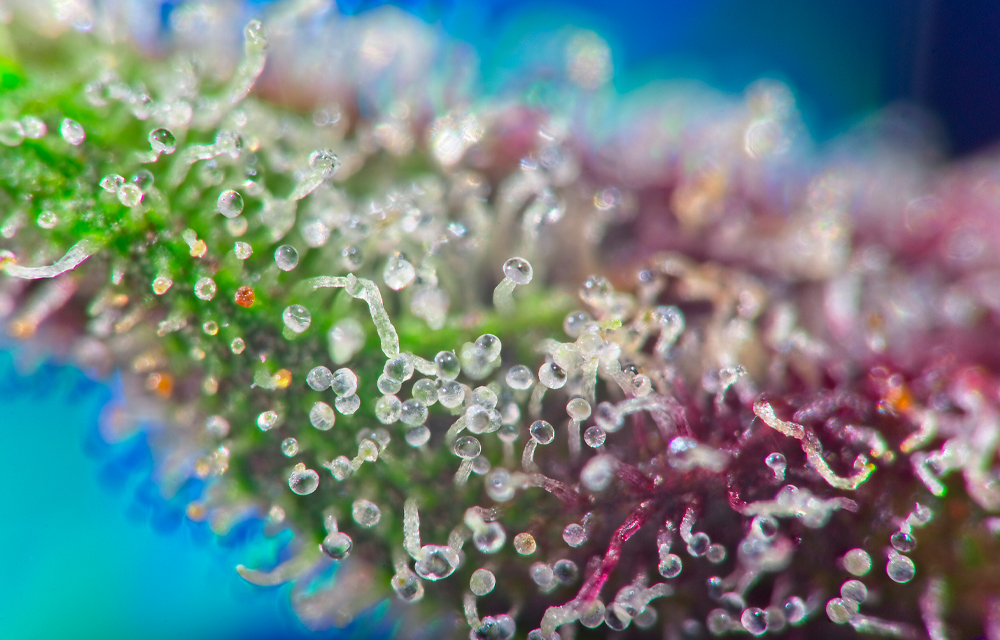 Unterschiedlich reife Trichome unter dem Mikroskop