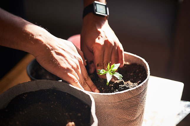 Cannabis Outdoor wachsen lassen